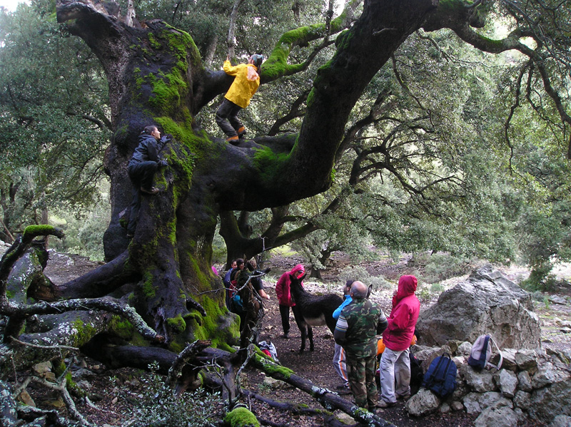 Encina hueca